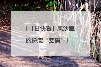 「甘快看」风沙里的逆袭“密码”