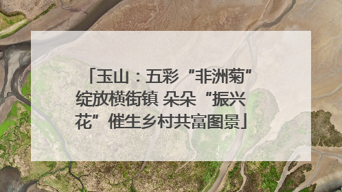 玉山：五彩“非洲菊”绽放横街镇 朵朵“振兴花”催生乡村共富图景