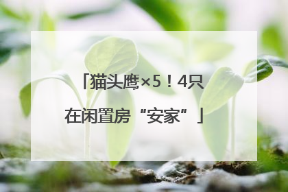 猫头鹰×5！4只在闲置房“安家”