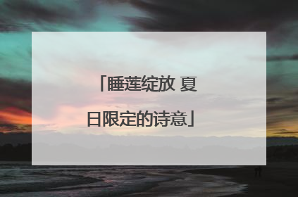 睡莲绽放 夏日限定的诗意
