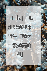 甘肃：瓜州湿地迎来野生“精灵”繁殖高峰期