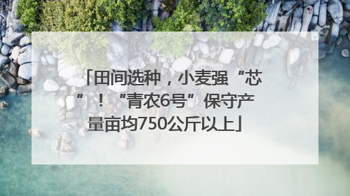 田间选种，小麦强“芯”！“青农6号”保守产量亩均750公斤以上