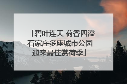 碧叶连天 荷香四溢 石家庄多座城市公园迎来最佳赏荷季