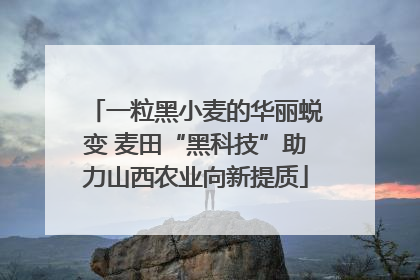 一粒黑小麦的华丽蜕变 麦田“黑科技”助力山西农业向新提质