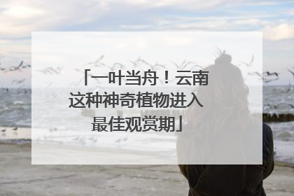 一叶当舟！云南这种神奇植物进入最佳观赏期