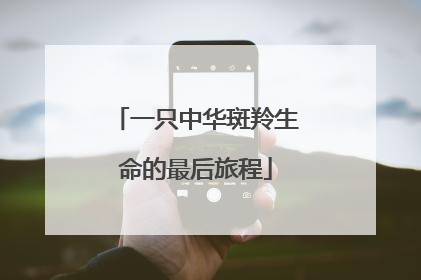 一只中华斑羚生命的最后旅程