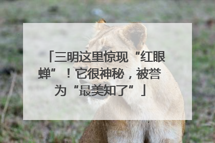 三明这里惊现“红眼蝉”！它很神秘，被誉为“最美知了”