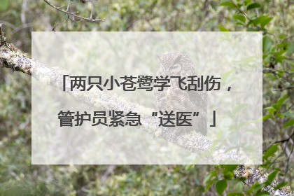 两只小苍鹭学飞刮伤，管护员紧急“送医”