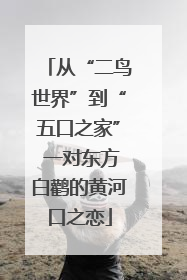 从“二鸟世界”到“五口之家” 一对东方白鹳的黄河口之恋