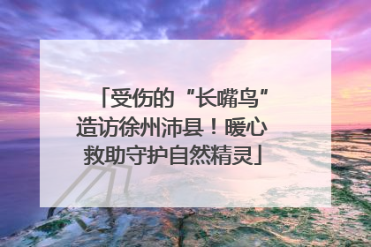 受伤的“长嘴鸟”造访徐州沛县！暖心救助守护自然精灵