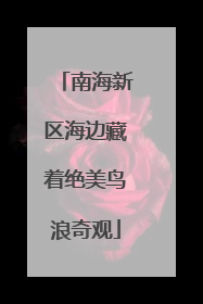 南海新区海边藏着绝美鸟浪奇观