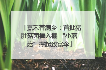 嘉禾普满乡：首批猪肚菇菌棒入棚 “小蘑菇”撑起致富伞