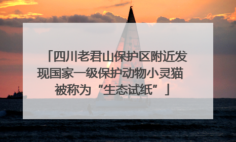 四川老君山保护区附近发现国家一级保护动物小灵猫 被称为“生态试纸”