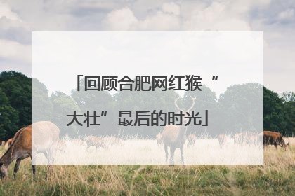 回顾合肥网红猴“大壮”最后的时光