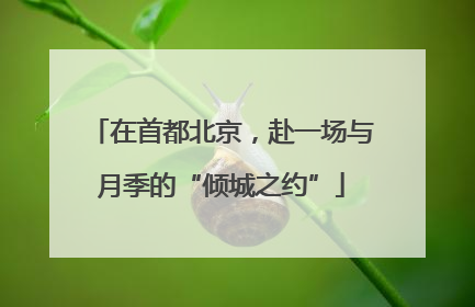 在首都北京，赴一场与月季的“倾城之约”