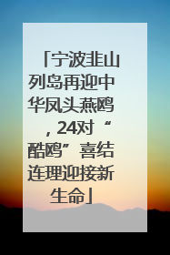 宁波韭山列岛再迎中华凤头燕鸥，24对“酷鸥”喜结连理迎接新生命