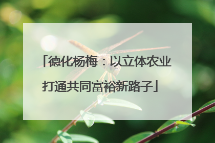 德化杨梅：以立体农业打通共同富裕新路子