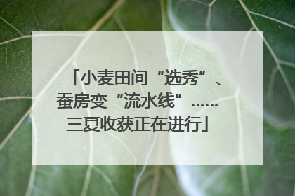 小麦田间“选秀”、蚕房变“流水线”……三夏收获正在进行