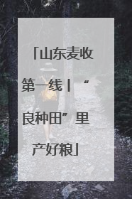 山东麦收第一线丨“良种田”里产好粮