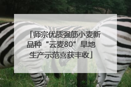 师宗优质强筋小麦新品种“云麦80”旱地生产示范喜获丰收