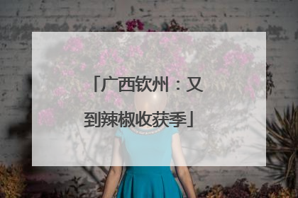 广西钦州：又到辣椒收获季
