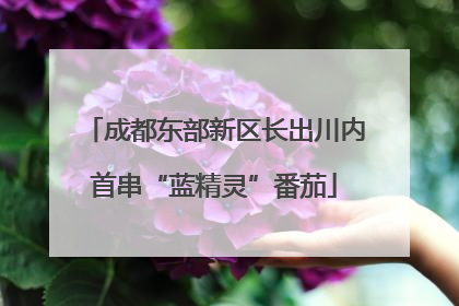 成都东部新区长出川内首串“蓝精灵”番茄