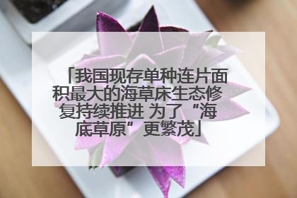 我国现存单种连片面积最大的海草床生态修复持续推进 为了“海底草原”更繁茂