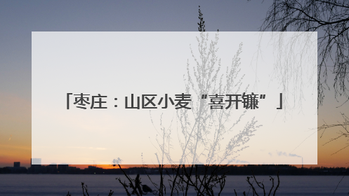 枣庄：山区小麦“喜开镰”
