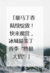 暴马丁香陆续绽放！快来观赏，冰城最美丁香季“终极大招”
