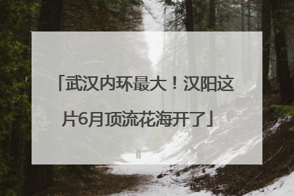 武汉内环最大！汉阳这片6月顶流花海开了