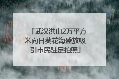 武汉洪山2万平方米向日葵花海盛放吸引市民驻足拍照