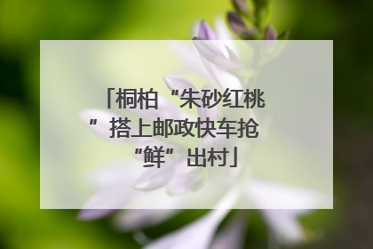 桐柏“朱砂红桃”搭上邮政快车抢“鲜”出村