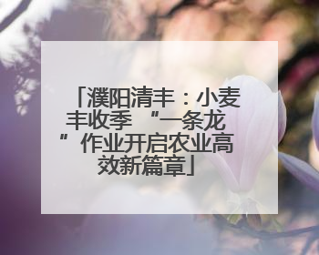 濮阳清丰：小麦丰收季 “一条龙”作业开启农业高效新篇章