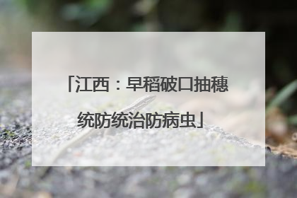 江西：早稻破口抽穗 统防统治防病虫