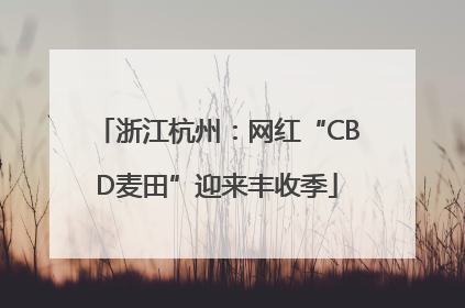 浙江杭州：网红“CBD麦田”迎来丰收季