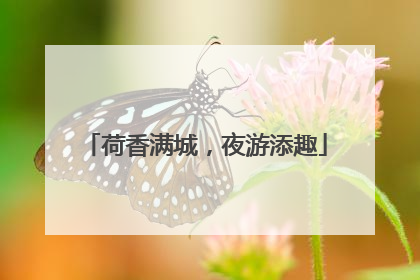 荷香满城，夜游添趣