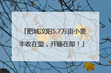 肥城汶阳5.7万亩小麦丰收在望，开镰在即！