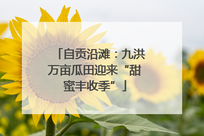 自贡沿滩：九洪万亩瓜田迎来“甜蜜丰收季”