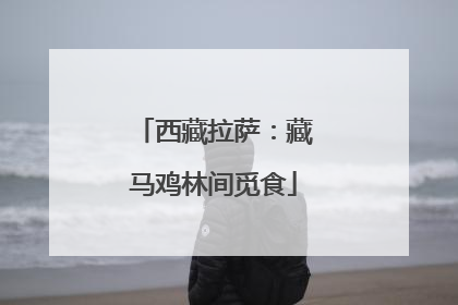 西藏拉萨：藏马鸡林间觅食