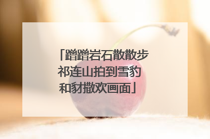 蹭蹭岩石散散步 祁连山拍到雪豹和豺撒欢画面