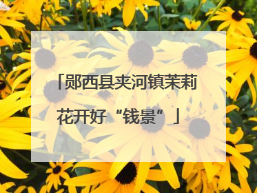 郧西县夹河镇茉莉花开好“钱景”
