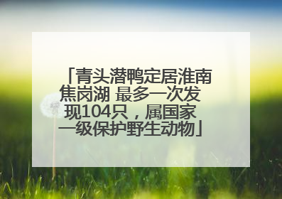 青头潜鸭定居淮南焦岗湖 最多一次发现104只，属国家一级保护野生动物