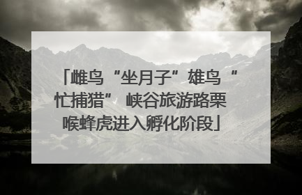 雌鸟“坐月子”雄鸟“忙捕猎” 峡谷旅游路栗喉蜂虎进入孵化阶段