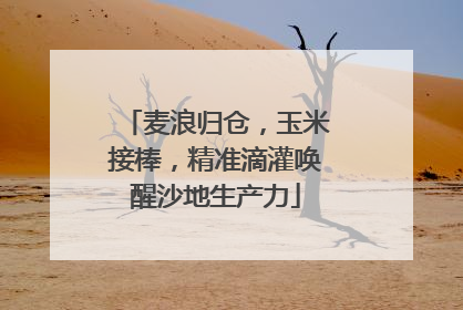 麦浪归仓，玉米接棒，精准滴灌唤醒沙地生产力