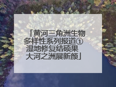 黄河三角洲生物多样性系列报道①湿地修复结硕果 大河之洲展新颜