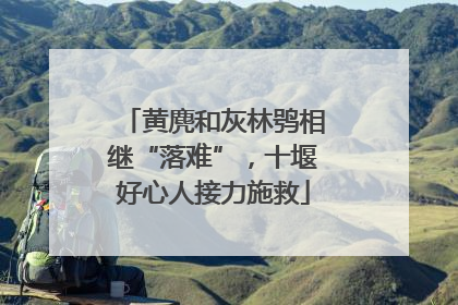 黄麂和灰林鸮相继“落难”，十堰好心人接力施救