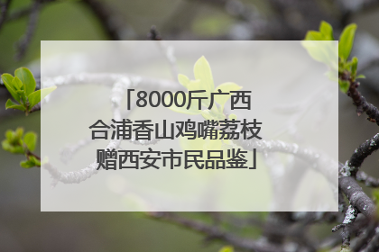 8000斤广西合浦香山鸡嘴荔枝赠西安市民品鉴