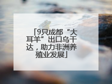 9只成都“大耳羊”出口乌干达，助力非洲养殖业发展